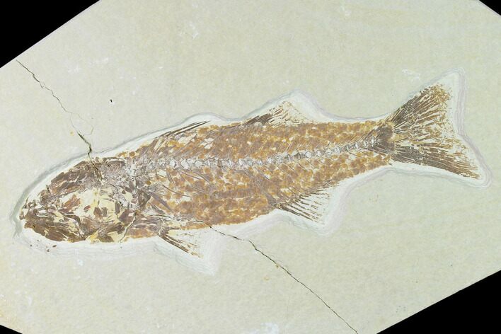 Bargain Fossil Fish (Mioplosus) - Uncommon Species - Green River #138591